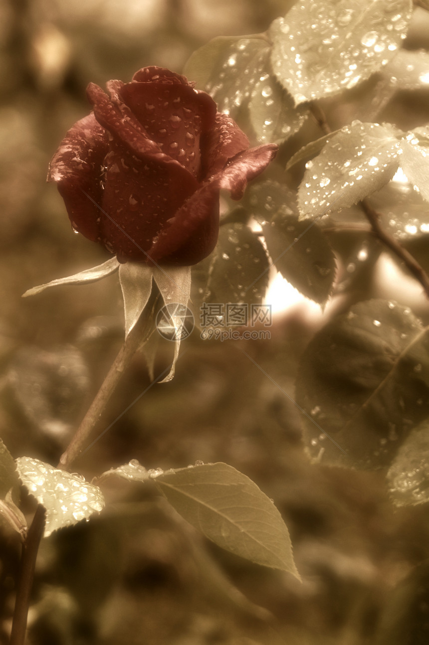 红玫瑰芽红雨滴图片