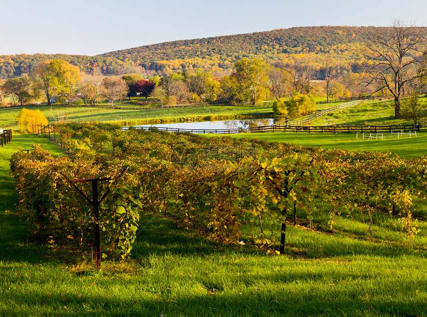 葡萄园排导致树木倒下栽培收成酒厂紫色爬坡季节红色风景农田池塘图片