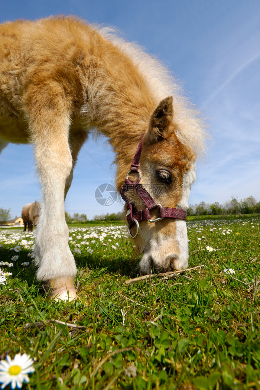 马马在吃青草动物宠物国家农场马术农业小马花朵哺乳动物甘菊图片