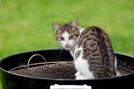 烧烤猫猫科乐趣食物动物动物群饥饿午餐炙烤白色宠物背景图片