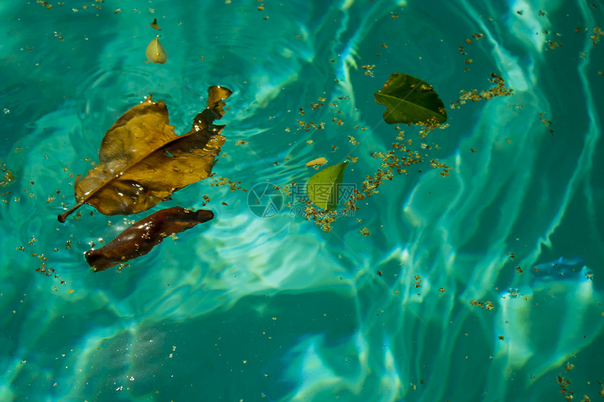 浮动树叶水池叶子图片