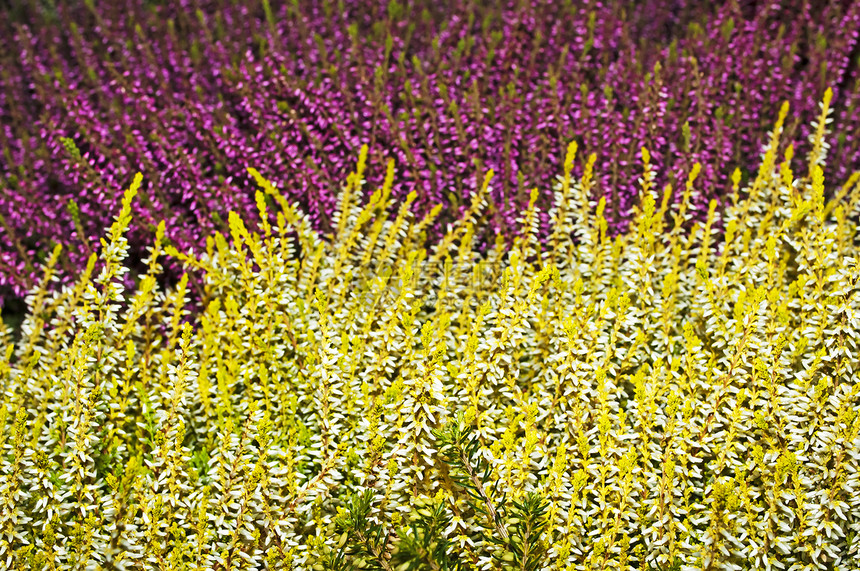 电子黄色南瓜粉色植物宏观绿色白色紫色花园植物学图片