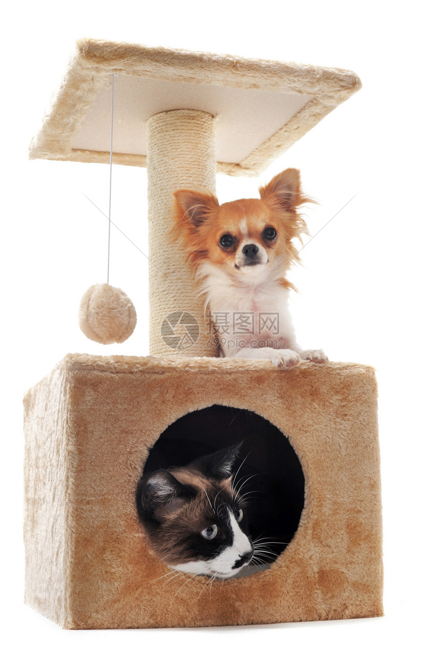 吉娃娃和暹罗猫宠物动物工作室猫科友谊小狗犬类绳索图片