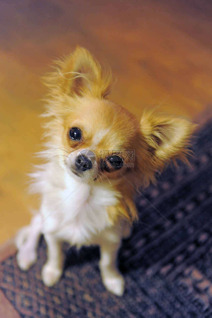 小狗吉娃娃棕色宠物地毯地板木地板犬类白色动物伴侣图片