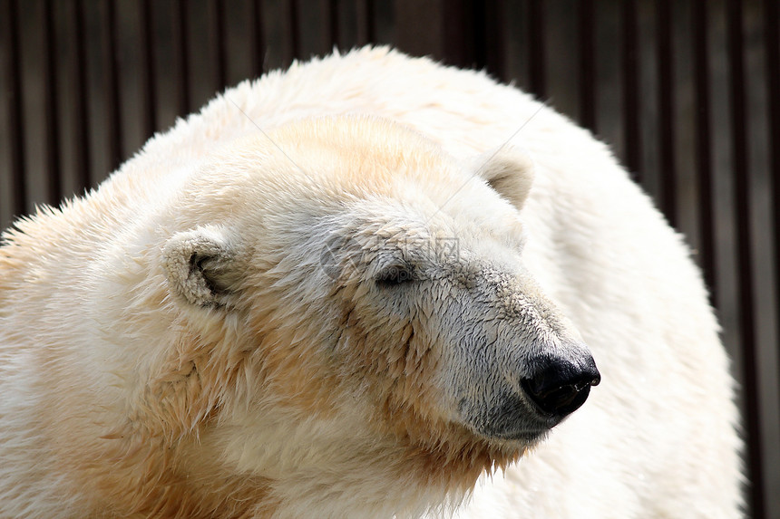 北极熊危险动物食肉捕食者动物群白色荒野哺乳动物力量野生动物图片