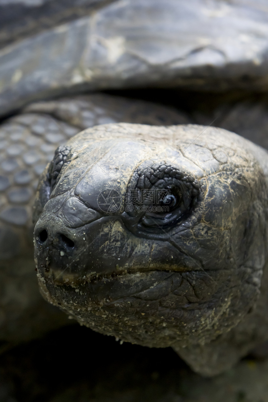 阿尔达布拉巨龟镜头异国濒危荒野特写房子眼睛乌龟盔甲爬虫图片