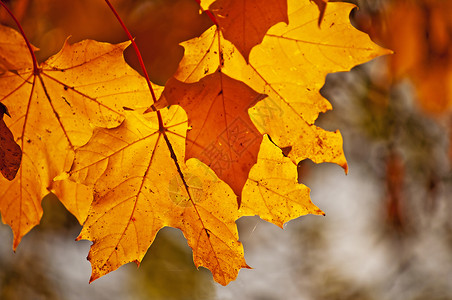 秋色白叶背光宏观黄色时段晴天黄金季节性冥想场景逆光树叶背景图片