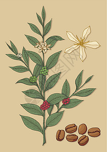 咖啡树草图绿色插图豆子褐色植物树叶背景图片