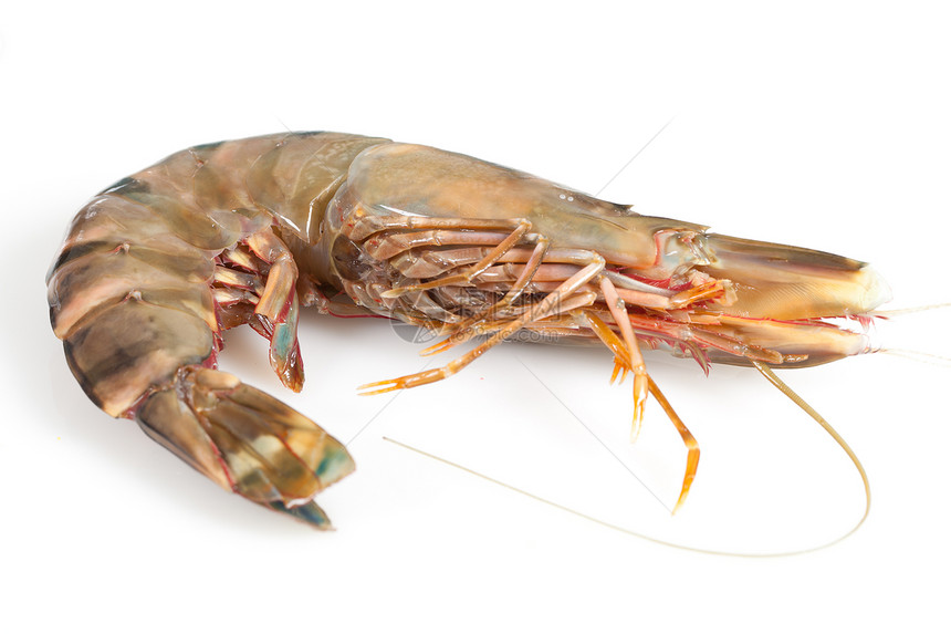 甘巴斯贝类小龙虾海鲜食物营养图片