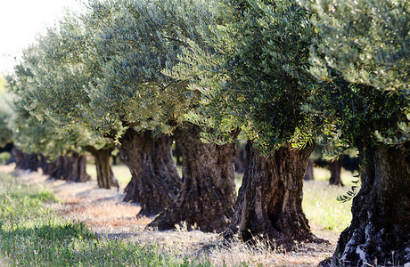 橄榄树果园农田农业树干生长农场场地绿色树林背景图片