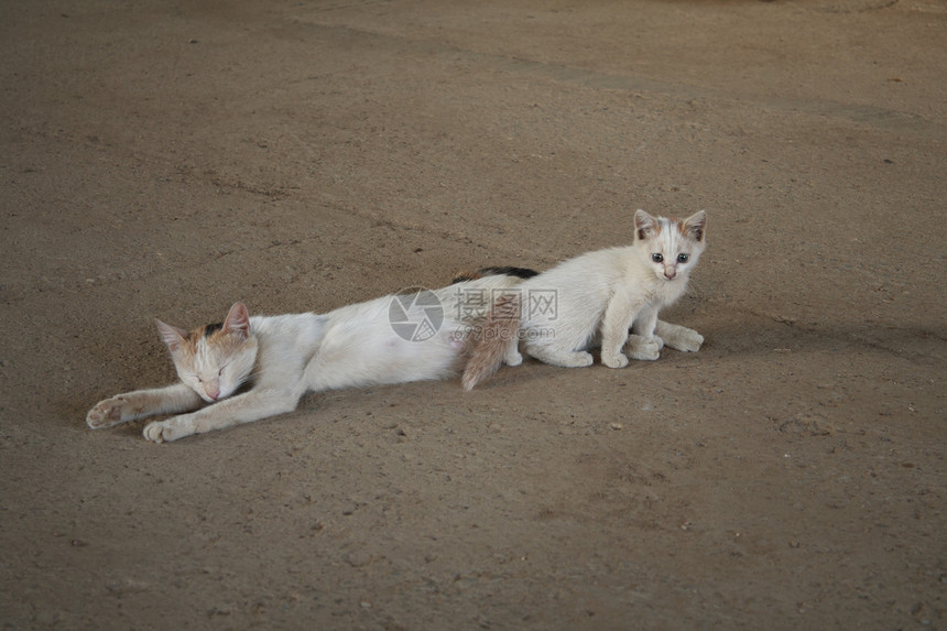 猫和小猫咪儿子好奇心哺乳动物压痛孩子小猫妈妈羊毛生活宠物图片