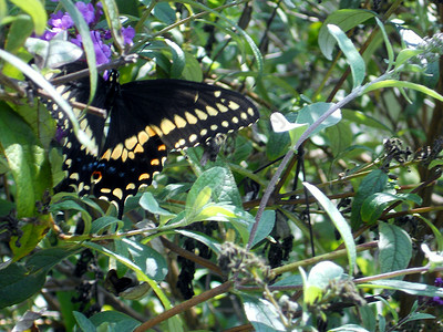 蝴蝶树上的黑燕尾蝴蝶高清图片