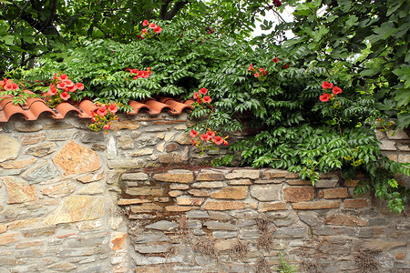 有花的旧石墙高清图片