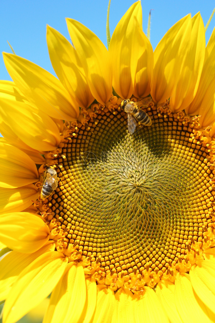 向日葵上两只蜜蜂国家植物花瓣花蜜蜂蜜黄色农业绿色吮吸宏观图片