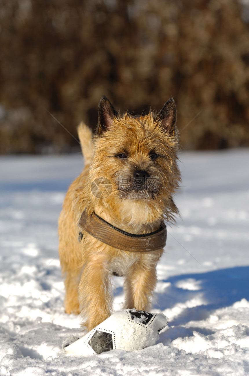 雪中的狗犬类小狗忠诚伴侣动物足球朋友哺乳动物宠物猎犬图片