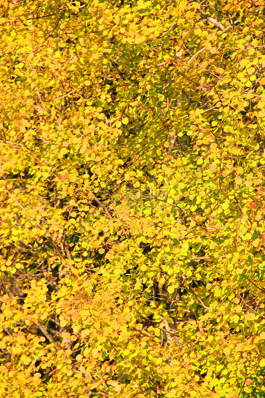 秋叶叶叶子金子季节植物群黄色季节性森林环境分支机构活力图片