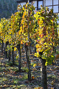 葡萄田绿色栽培种植葡萄天气酿酒晴天农业场地背景图片
