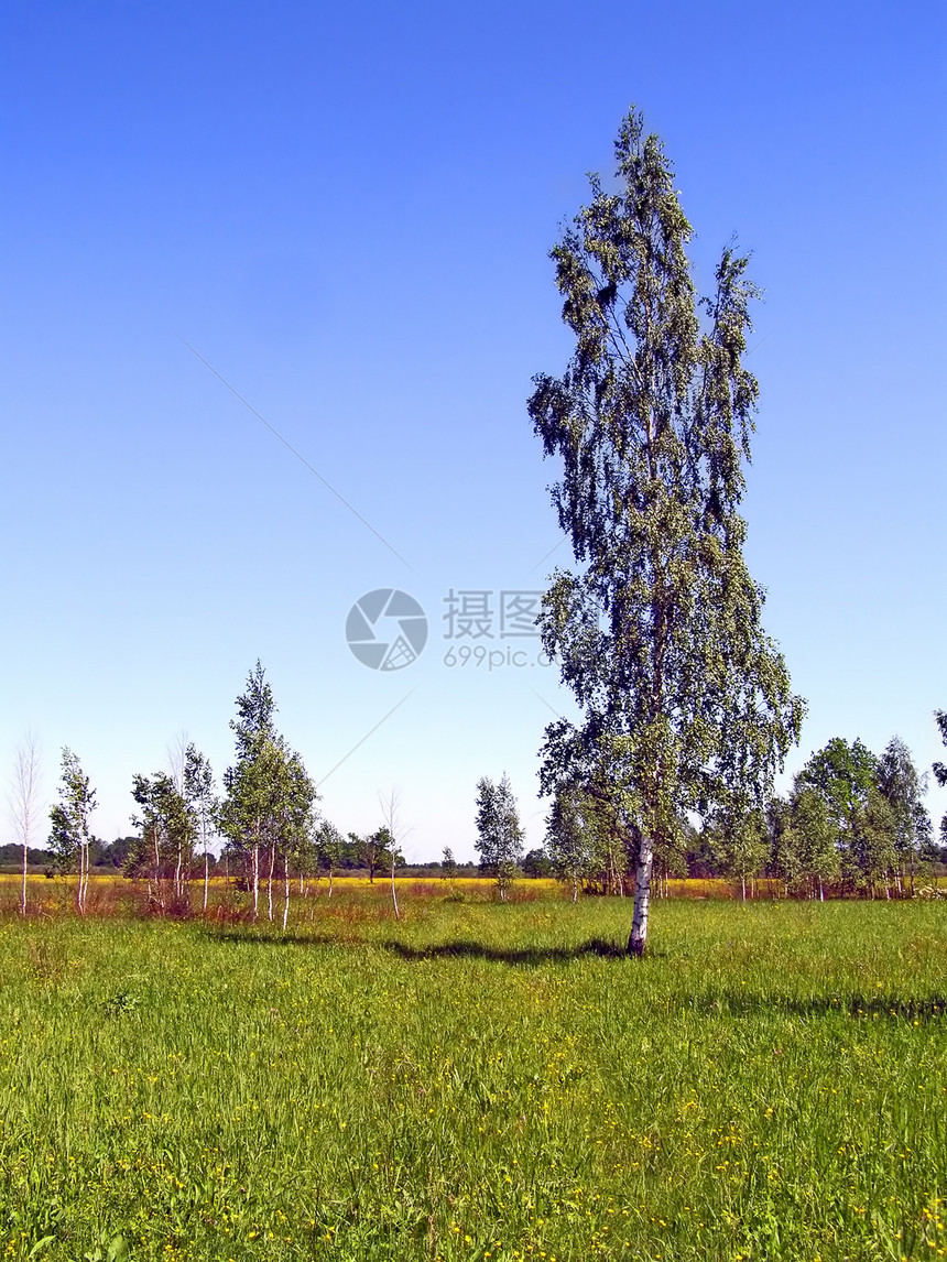 绿色夏季田地的毛发木材场地国家地平线建筑墙纸床单农场森林蓝色图片