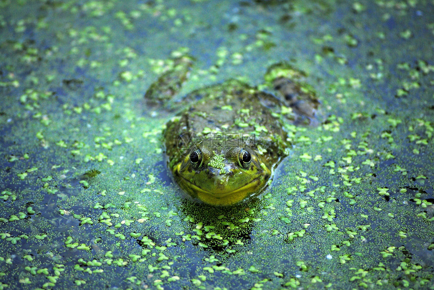 北豹式青蛙池塘沼泽两栖动物藻类动物群野生动物图片
