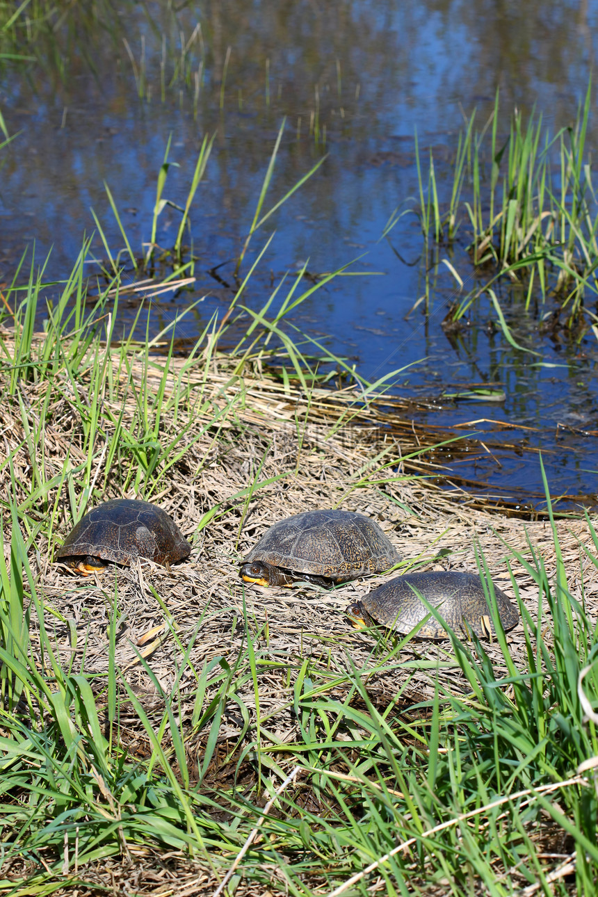 Blandings 海龟晒太阳宏观爬虫动物学生态濒危总纲生物学生物环境湿地图片