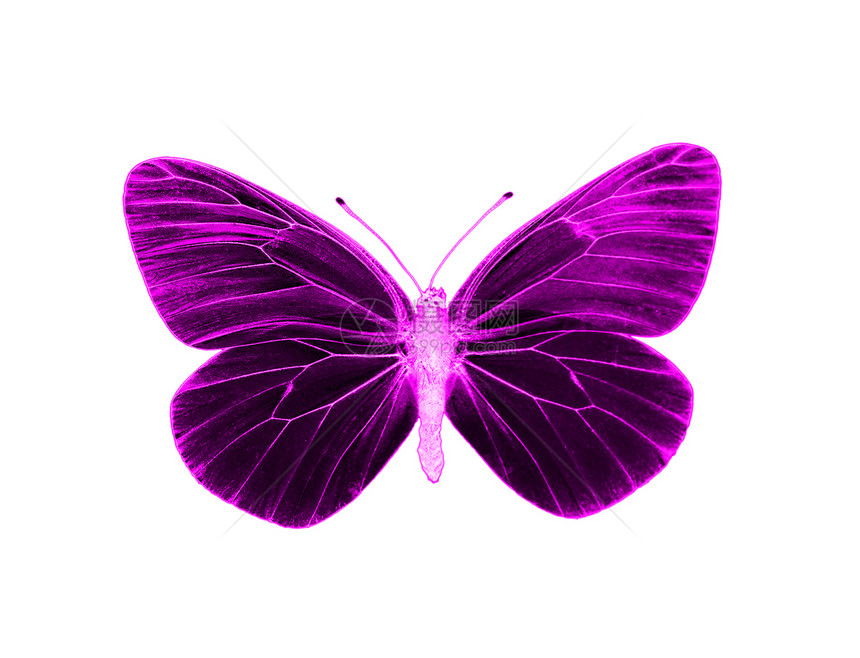异形蝴蝶紫色拼贴画外星人昆虫流行艺术流行音乐粉色图片