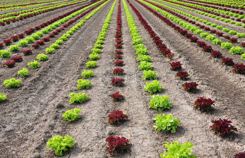 发生字段农场红色农业乡村收成蔬菜场地绿色土壤沙拉图片