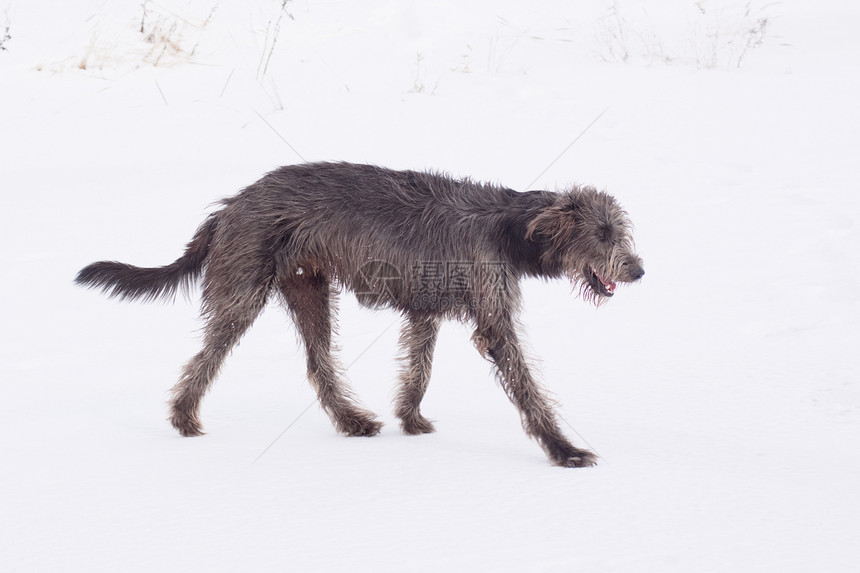 爱尔兰猎犬动物群水平黑色食肉场地宠物灰色动物姿势白色图片