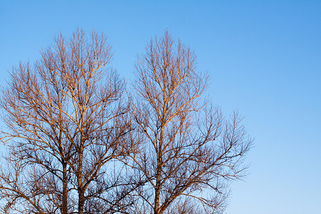 沉抑冬季树桦木植物灰色天空蓝色阳光树木晴天水平植物群背景