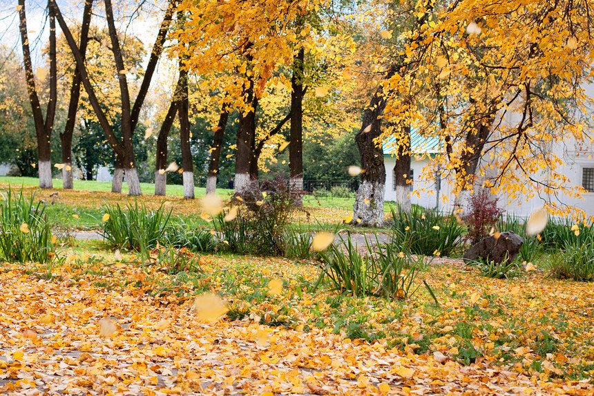 叶掉落历史绿色阳光公园天空房子建筑草地落叶植物群图片