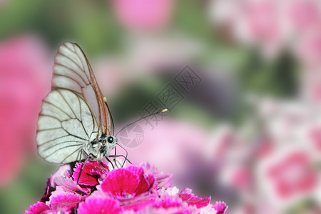 蝴蝶坐在花儿康乃馨上昆虫漏洞花蜜绿色紫色红色粉色试探者昆虫学翅膀背景图片