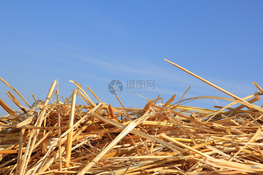 干草质芦苇收成草垛农业天空棕色收获黄色乡村植物图片