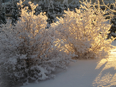 冬季大气层树木白色天空阴影花园二人组溶胶太阳高清图片