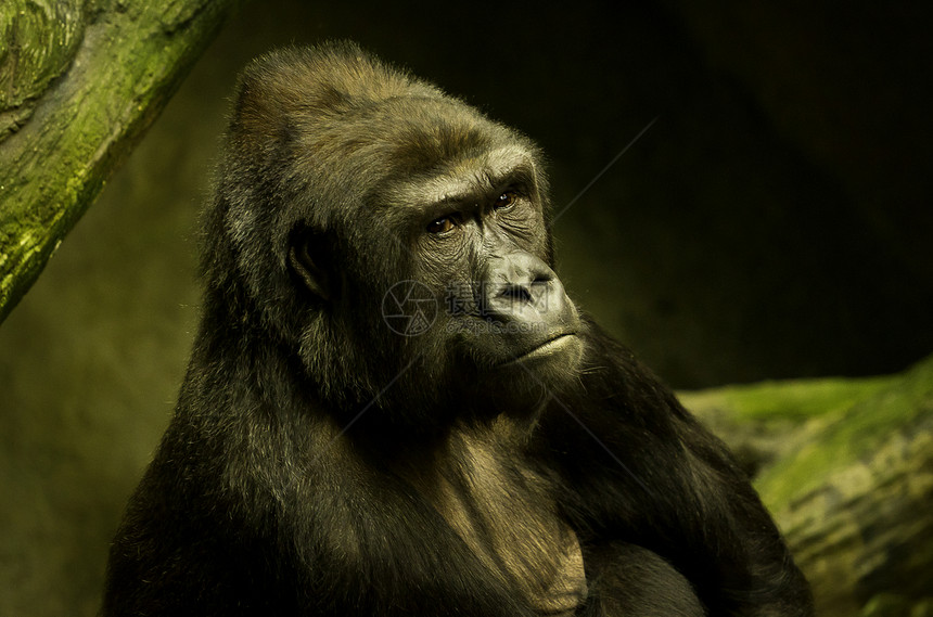 大猩猩灵长类动物野生动物金刚图片
