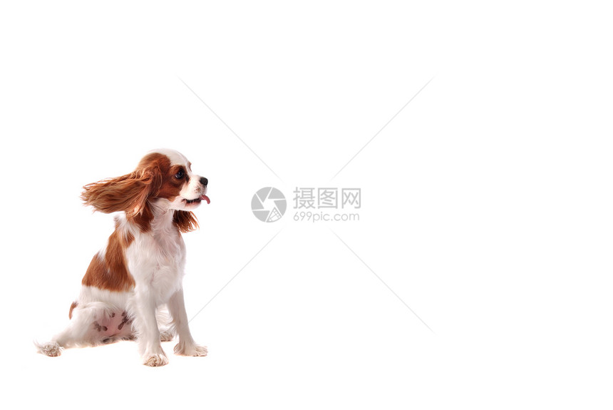 查尔斯斯帕尼尔骑士王脊椎动物白色犬类动物生物哺乳动物骑士毛皮国王棕色图片