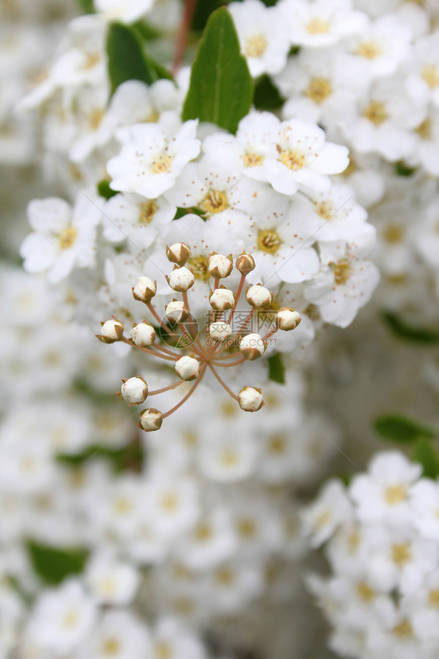 精美白花花白色自然绿色花瓣植物群植物学植物花园季节性蓍草图片
