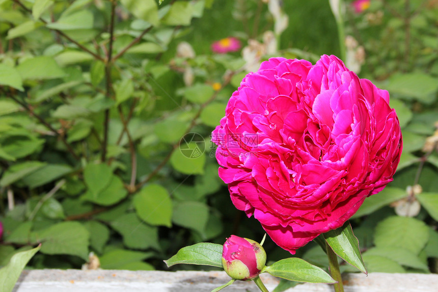 粉花花植物学玫瑰花瓣活力花园植物群花朵粉色绿色植物图片