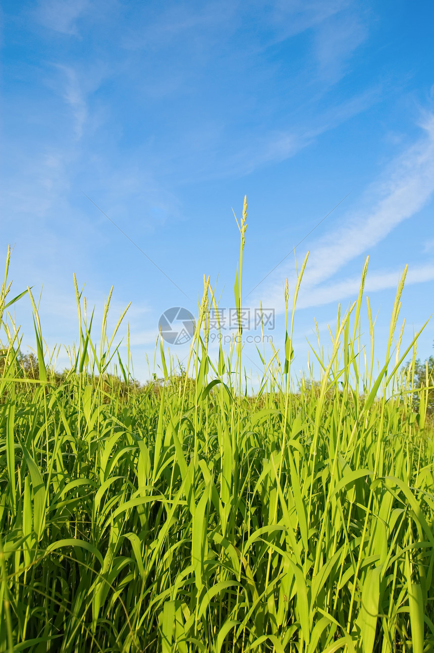 草和天空晴天日光天气戏剧性草地植物绿色植物蓝色场地季节图片