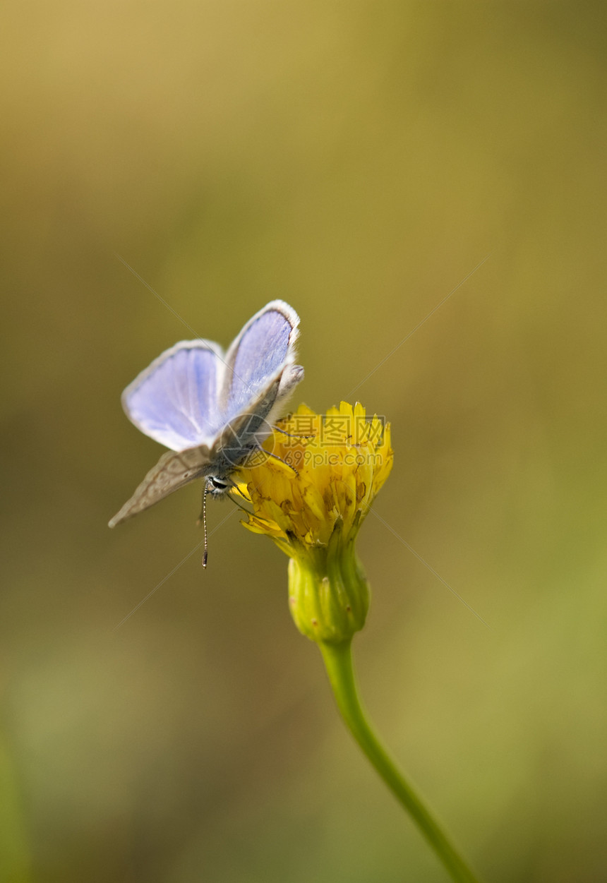 蝴蝶黄色蓝色阴影生活动物翅膀绿色白色昆虫飞行图片