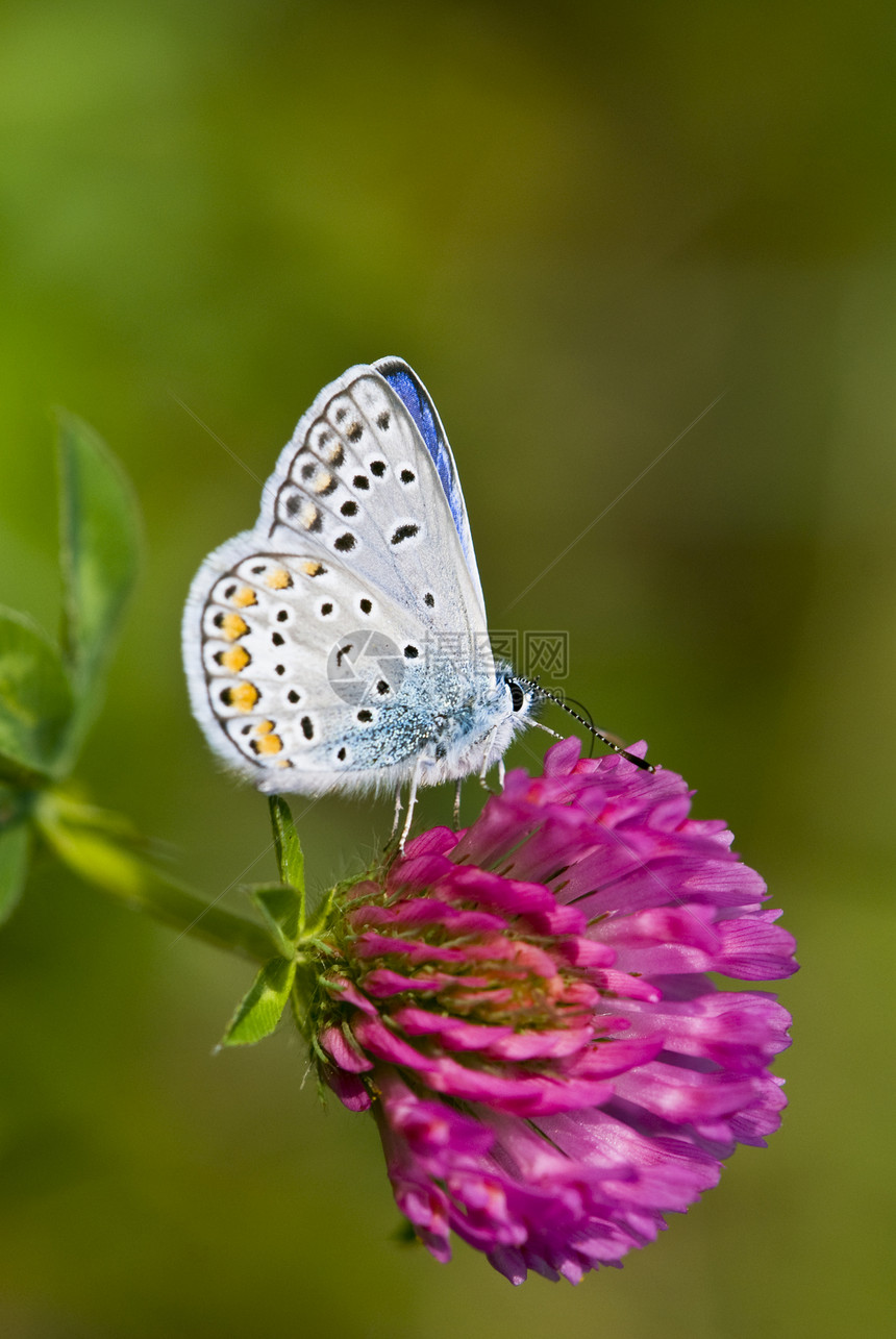 花朵上的蝴蝶翅膀白色眼睛昆虫打点环境绿色线条紫色黄色图片