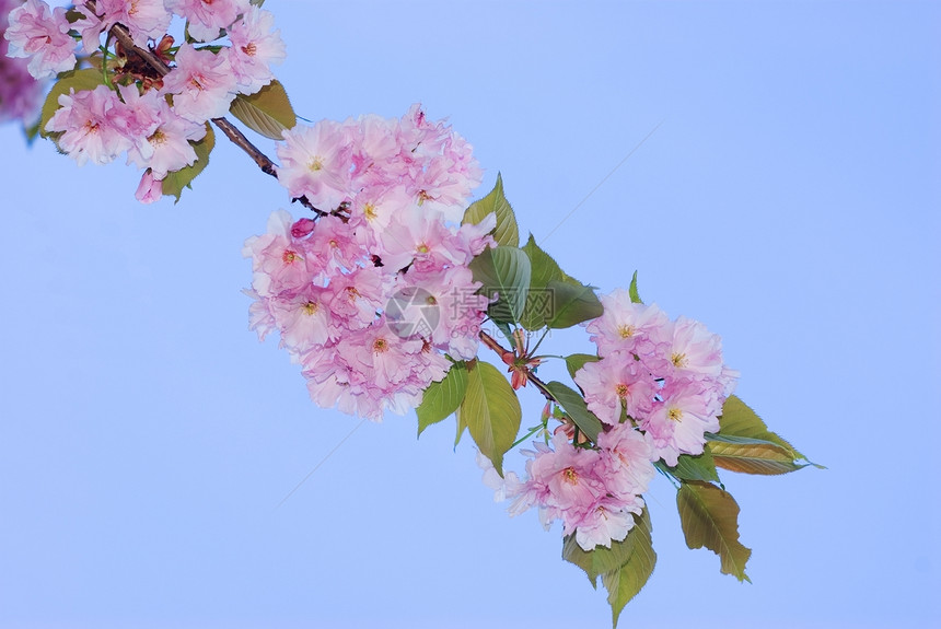 樱花花花瓣果园雌蕊文化园艺植物生长边界植物学樱花图片