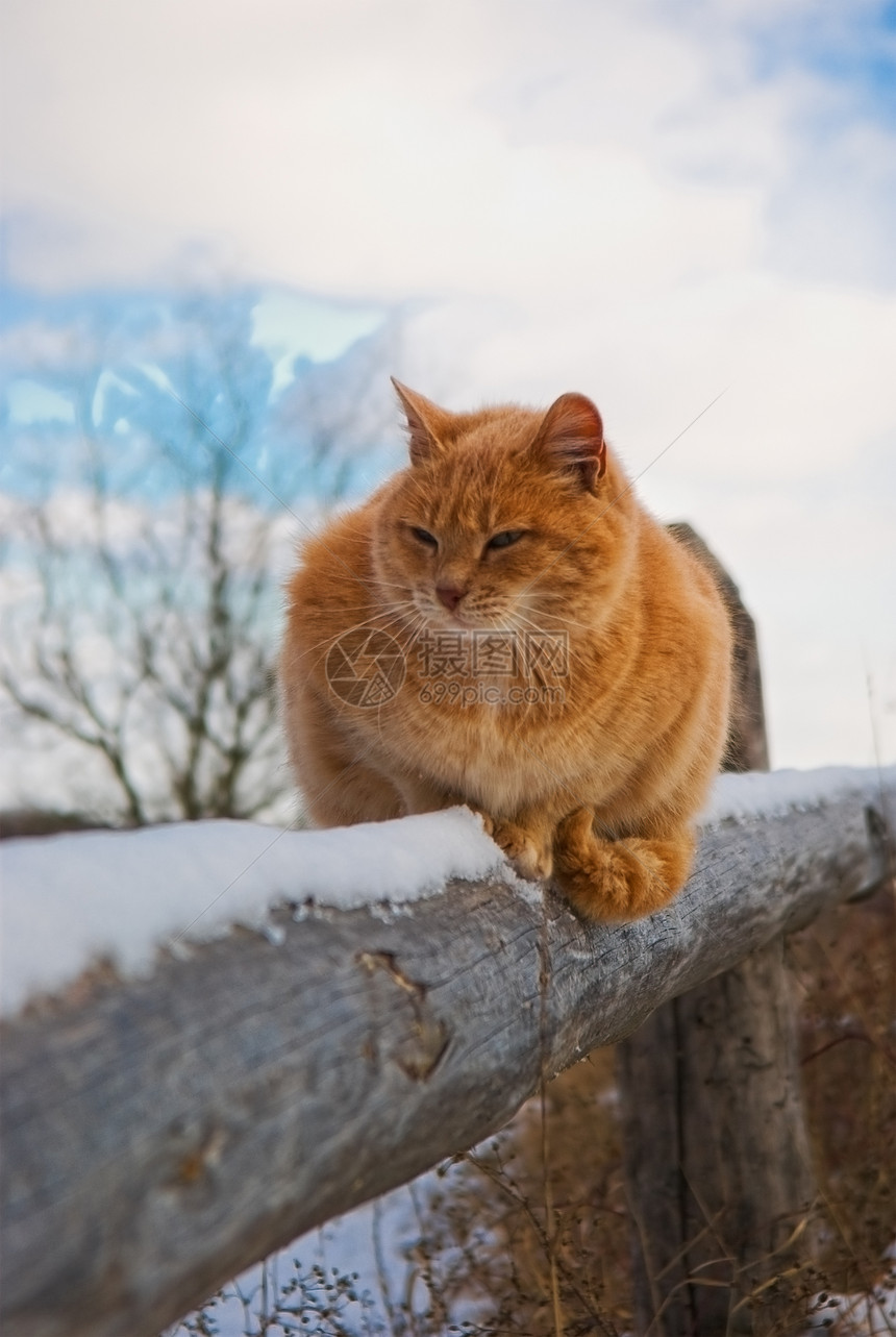 红猫红色胡须动物中风宠物哺乳动物猫科爪子花园毛皮图片