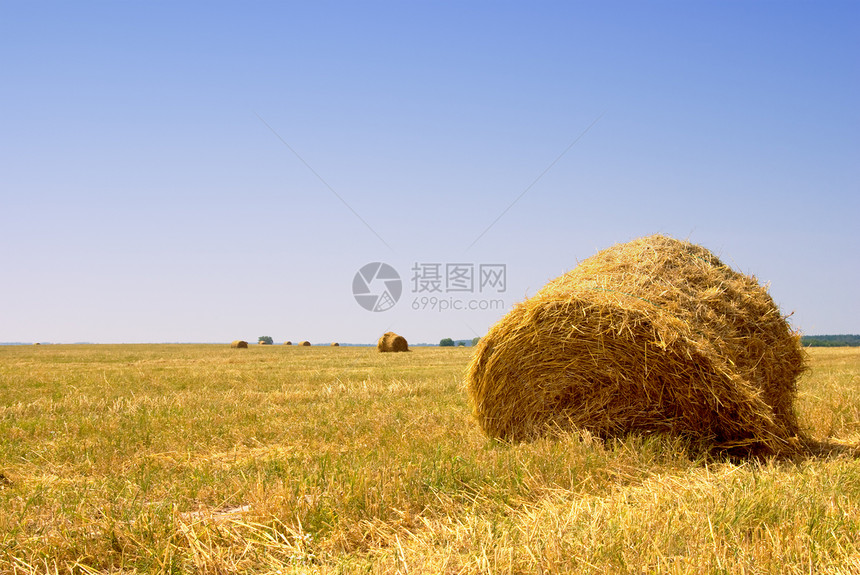 干草堆收成干草稻草场地土地植物季节草垛收获晴天图片