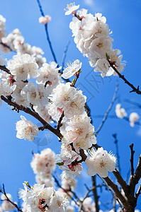 杏花盛开白色生活花园蓝色天空公园花瓣季节植物群雌蕊背景图片