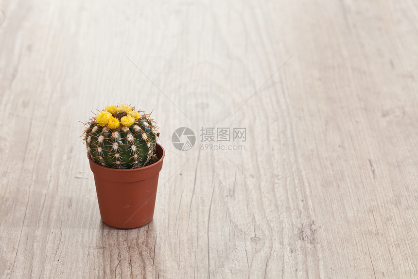小仙人掌工厂盆栽植物装饰品室内装修荆棘尖刺植物学图片