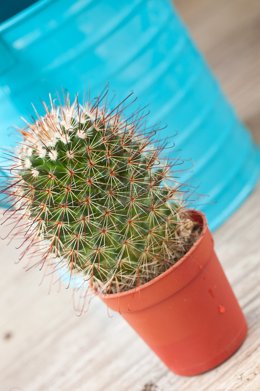 小仙人掌工厂植物植物学装饰品盆栽荆棘室内装修尖刺图片