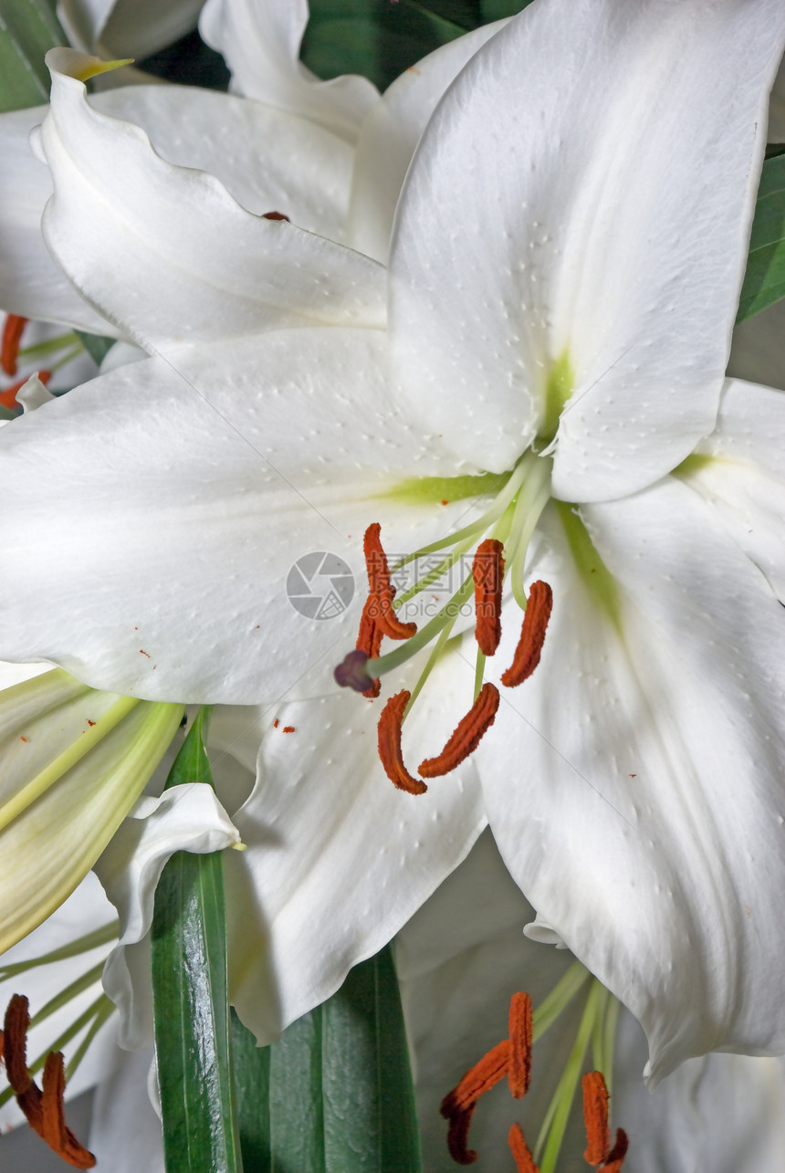 白百圆脆弱性绿色雌蕊白色花粉花束叶子花瓣生长柔软度图片