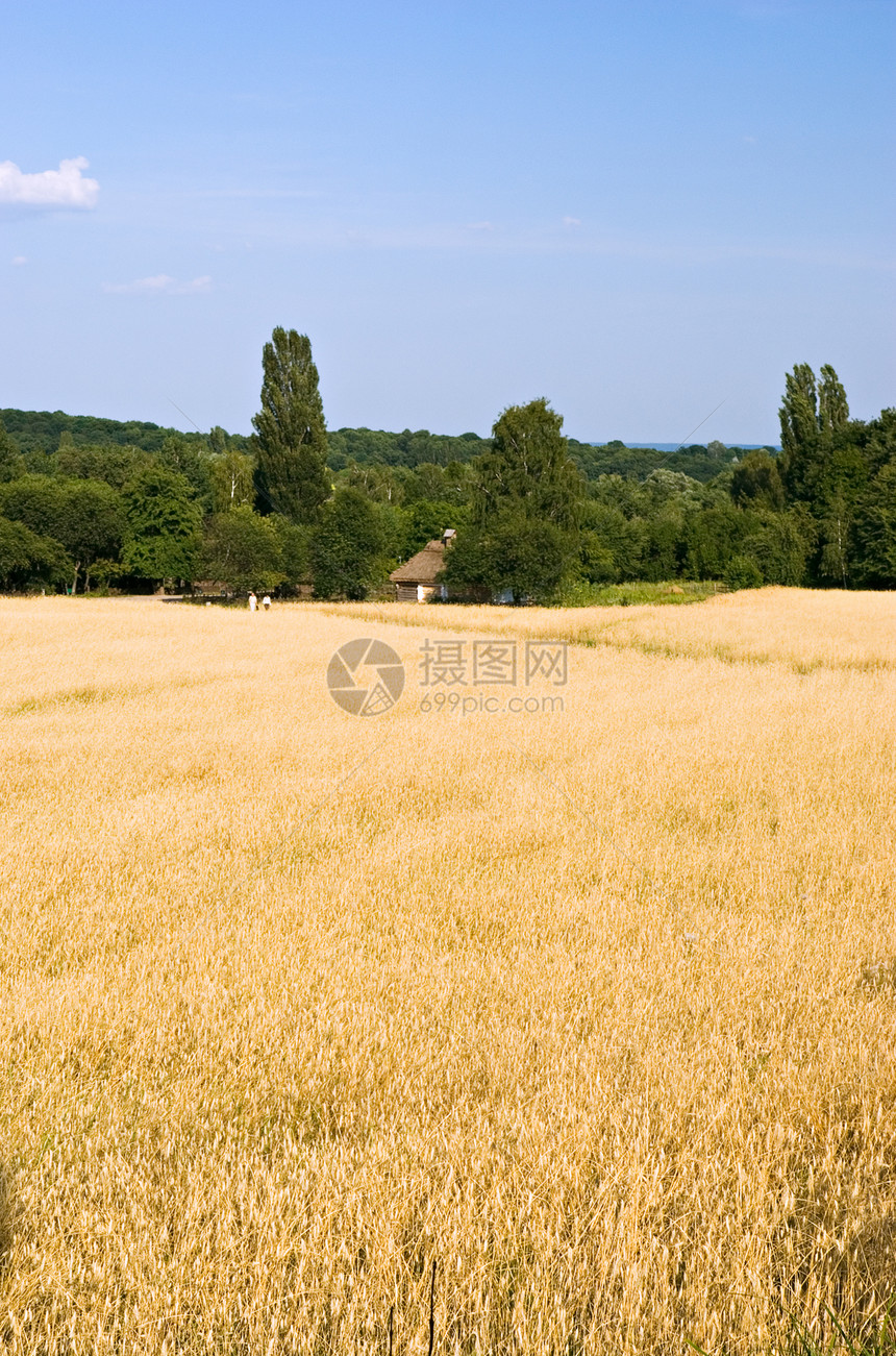 字段农业植物蓝色场地乡村黄色麦田营养水平谷物图片
