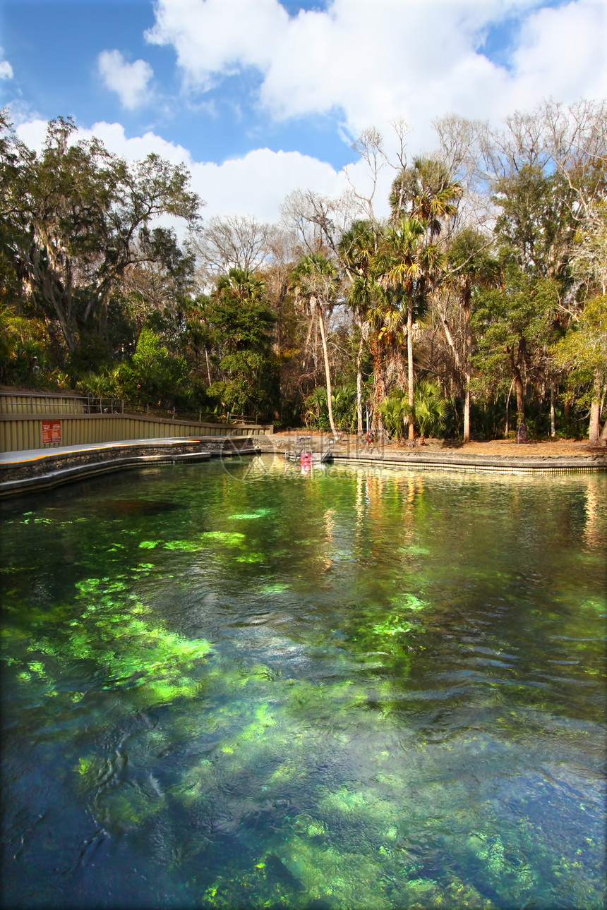 佛罗里达的韦基瓦泉生态藻类环境旅行水域流动地下水渗透植被池塘图片