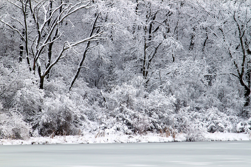 皮尔斯湖降雪  伊利诺伊州荒野寒意场景植物群寒冷松树岩石林地生物学天气图片