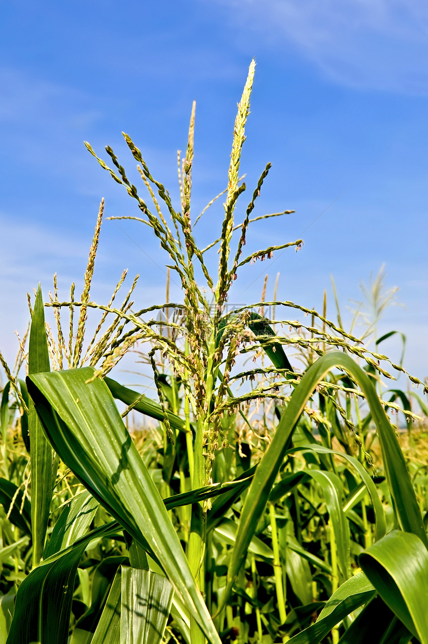 玉米田中的玉米植物场地晴天耳朵叶子太阳蔬菜天气场景谷物图片